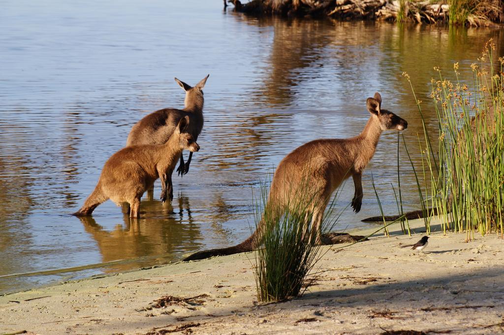 Nrma Myall Shores Holiday Park Буладела Екстериор снимка